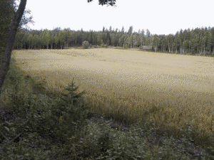 [Kilpailukeskus nousee, odottele hetki...]