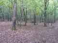IMG_1393